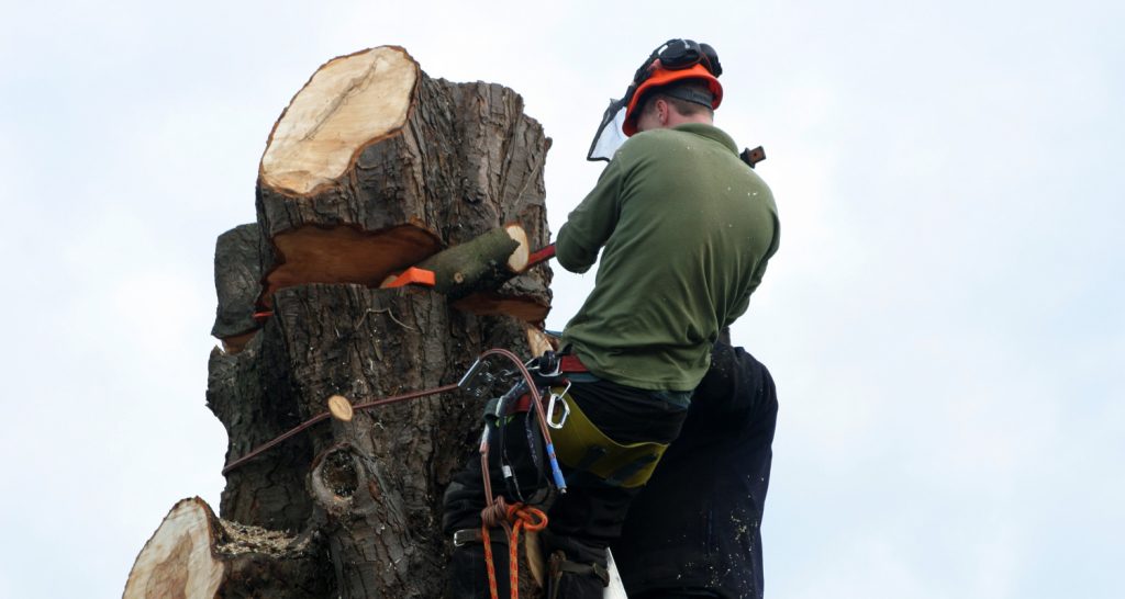 How to sectionally dismantle a tree - LJX