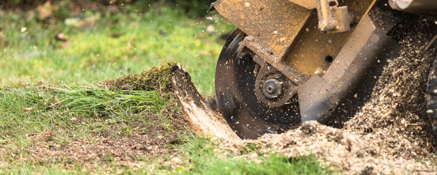 LJX Tree Surgeons - How much does it cost to remove a tree stump?